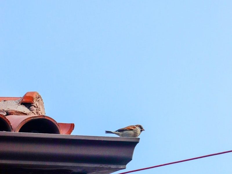 A small bird rests on a roof gutter.