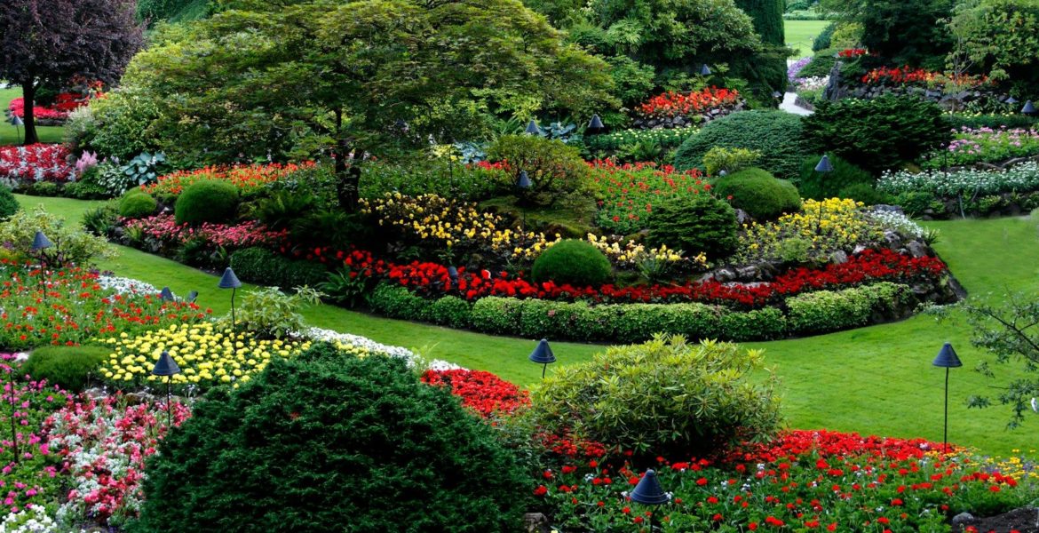 red and white flower garden